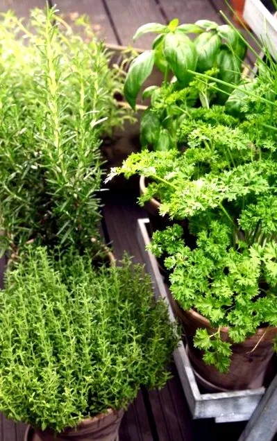 plante plante