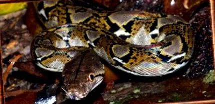 python