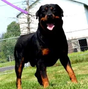 rottweiler