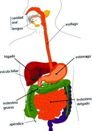 gist-szel