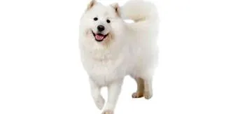 което