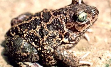 toad