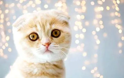 feelcats-szal