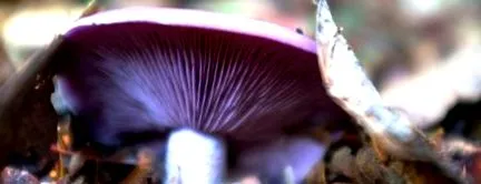 clitocybe