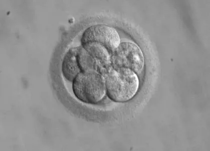 emberi