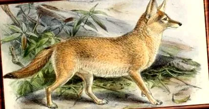 róka