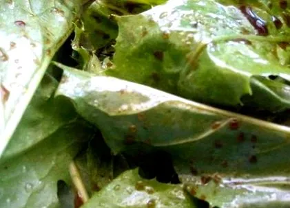 salată piept