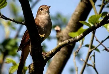 nightingale