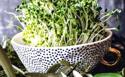 sulforaphane alzheimer-kórtól