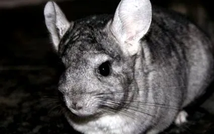 rágcsáló