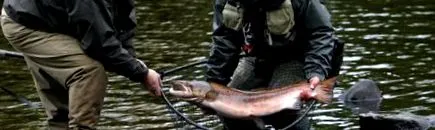 salmo