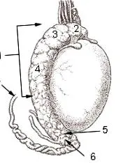 testiculele