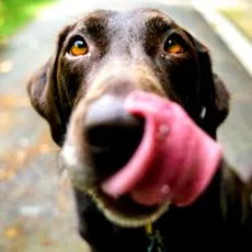 hogy BARF