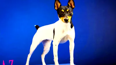 terrier