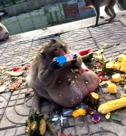 obeză obeză