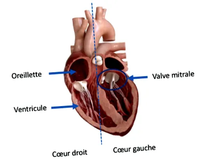 implantátum