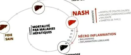 nash