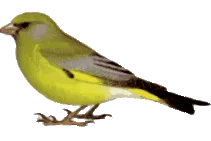 európai