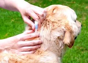 dewormer