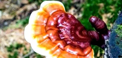 гъби лечебни