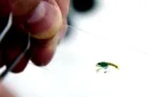 vetofish ларви
