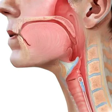 ortho развитие