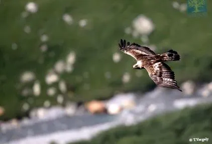 aigle