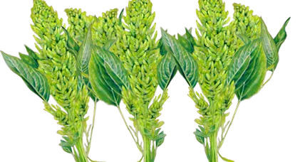 Amaranthus caudatus семена амарант
