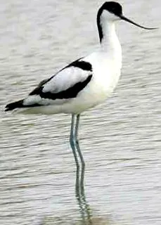 avocet