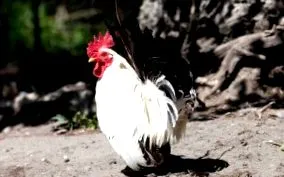 інкубаційних