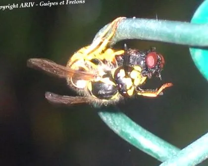 Polistes dominula німецької Vespula