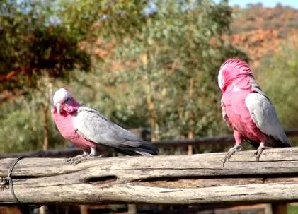 royal-parrot