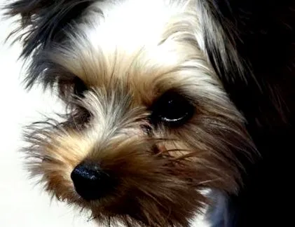 yorkie