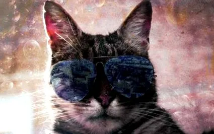 започна котките