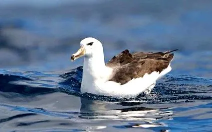 определение thalassarche