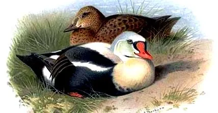 айдер