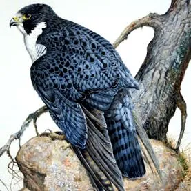 Falco peregrinus