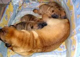 кучето sharpei