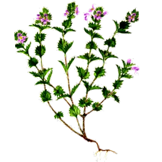 eyebright