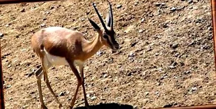 gazella