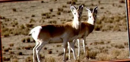 przewalskii