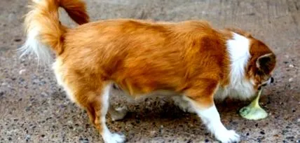 собак котів