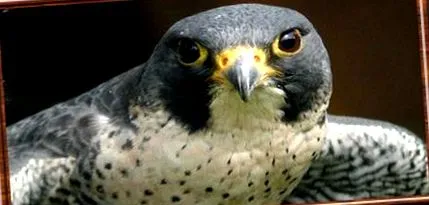 falco peregrinus