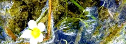 води