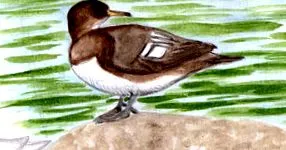 lophodytes