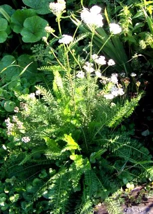 achillea
