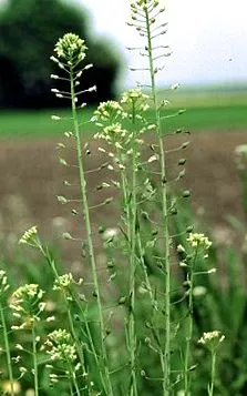 camelina