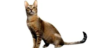 amit