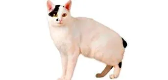 amit