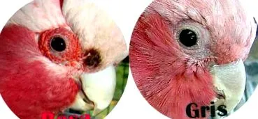galah